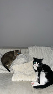 Photo de galerie - Mes 2 monsieurs chats 