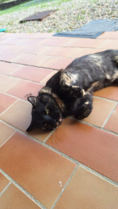 Photo de galerie - Petit chat errant que je me suis toujours occupes depuis des mois 