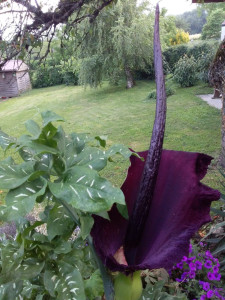 Photo de galerie - Jardinier