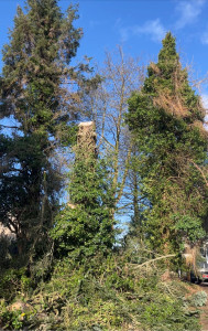 Photo de galerie - Élagage avant