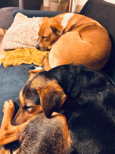 Photo de galerie - Sally et Nala