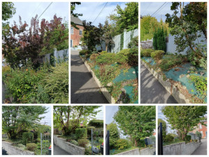 Photo de galerie - Taille de haies et d'arbustes