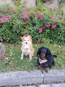 Photo de galerie - Garde et balades de Nélya et Bella.
