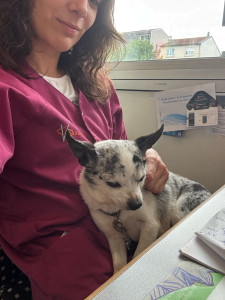 Photo de galerie - Garde chien