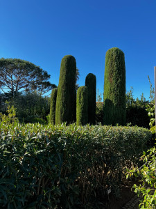 Photo de galerie - Taille de cyprès 