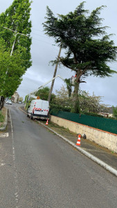 Photo de galerie - élagage  D un pin chez un client 