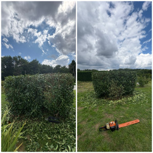 Photo de galerie - Taille arbuste 