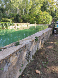 Photo de galerie - Entretien d'une piscine naturelle 