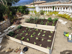 Photo de galerie - Création d'un potager avec système d'irrigation 