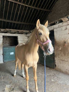 Photo de galerie - Pension chevaux
