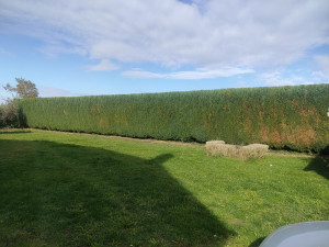 Photo de galerie - Taille de haies et d'arbustes