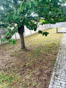 Photo de galerie - Aprés débroussaillage ,tonte