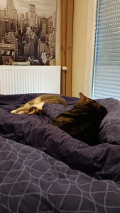 Photo de galerie - L'une de mes premières garde de chats ! Il s'agissait de ceux d'un proche :)