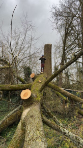 Photo de galerie - Elagage et coupe d'arbres