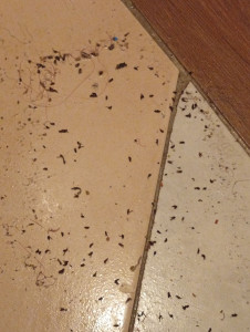 Photo de galerie - Après 