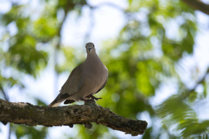 Photo de galerie - Vie sauvage 