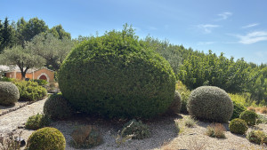 Photo de galerie - Taille de haies et d'arbustes