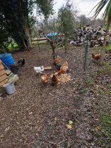 Photo de galerie - Garde de 6 poules pour une semaine