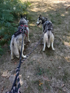 Photo de galerie - Promenades en forêt 