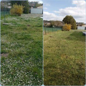 Photo de galerie - Tonte de pelouse - Débroussaillage