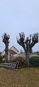 Photo de galerie - Elagage et coupe d'arbres
