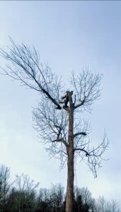 Photo de galerie - Demontage frêne