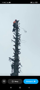 Photo de galerie - Elagage et coupe d'arbres