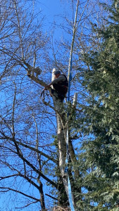 Photo de galerie - Elagage et coupe d'arbres