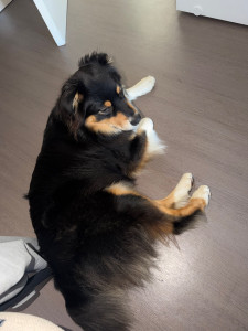 Photo de galerie - Garde chien