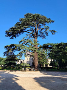 Photo de galerie - Élagage 