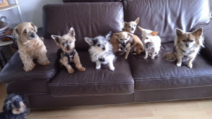 Photo de galerie - Voici les 7 petits chiens d'une cliente que je garde de temps à autre, pour faire les promenades, l'éducation et les soins. Ces 7 petits chien se nomme : Cachemire, Pixie, Oreo, Dora, Lili, Pearl et Oscar, le seul mâle de la troupe. 