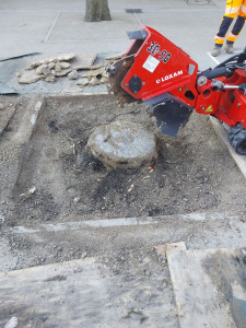 Photo de galerie - Elagage et coupe d'arbres