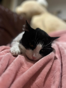 Photo de galerie - Garde chat