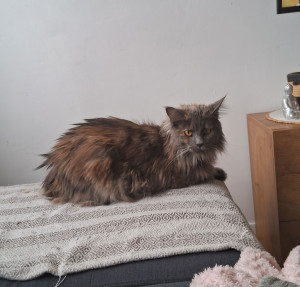 Photo de galerie - Garde de chat à mon domicile 