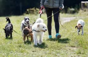 Photo de galerie - Garde d'animaux,promenade