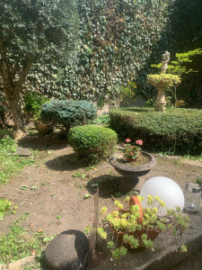 Photo de galerie - Taille de haies et d'arbustes