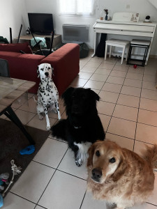 Photo de galerie - Garde de chiens! 