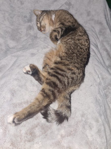 Photo de galerie - Garde chat