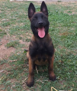 Photo de galerie - Garde de chiens, toutes les tailles & tous les âges