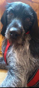 Photo de galerie - Garde chien