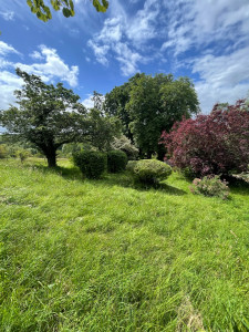 Photo de galerie - Taille et remise en forme d’un abelia et de pyracantha