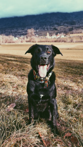 Photo de galerie - Tishka notre chienne