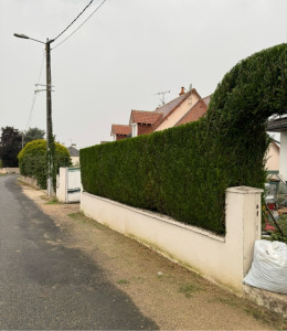 Photo de galerie - Taille de thuyas 