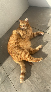 Photo de galerie - Garde chat quiqui ?