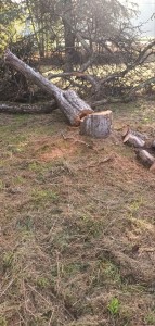 Photo de galerie - Taille et abattage d'arbre 