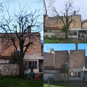 Photo de galerie - Abattage cerisier 