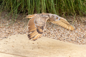 Photo de galerie - Une petite passion pour la faune et la flore...