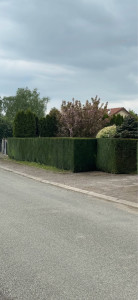 Photo de galerie - Taille de haie