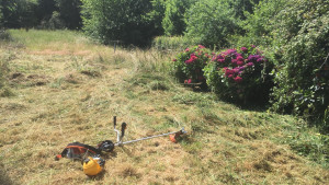 Photo de galerie - Tonte de pelouse - Débroussaillage