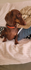 Photo de galerie - Garde chien 
